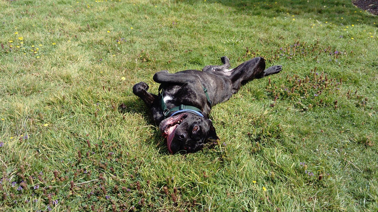 ELLA