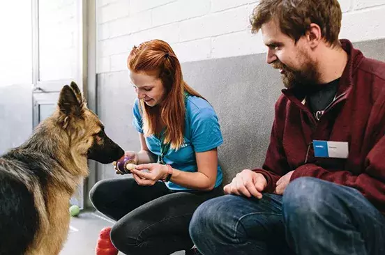 Search dog advice