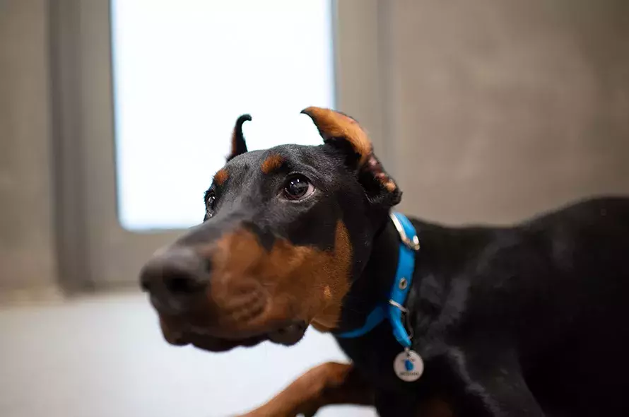 Milo's Story
