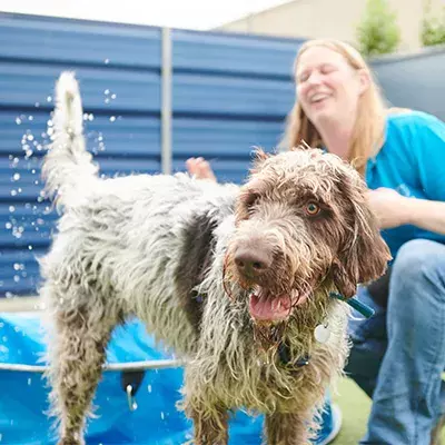 Search dog advice