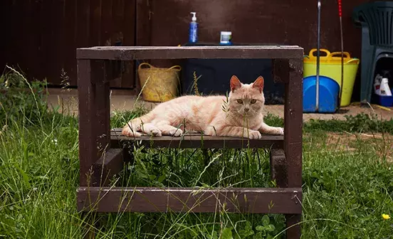 Search cat advice
