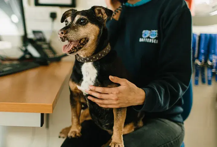 Small terrier sat on employees lap