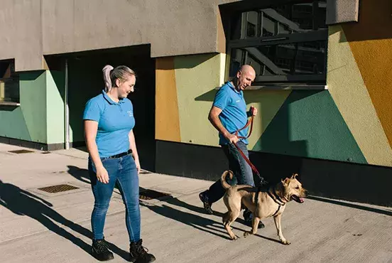 Search dog advice